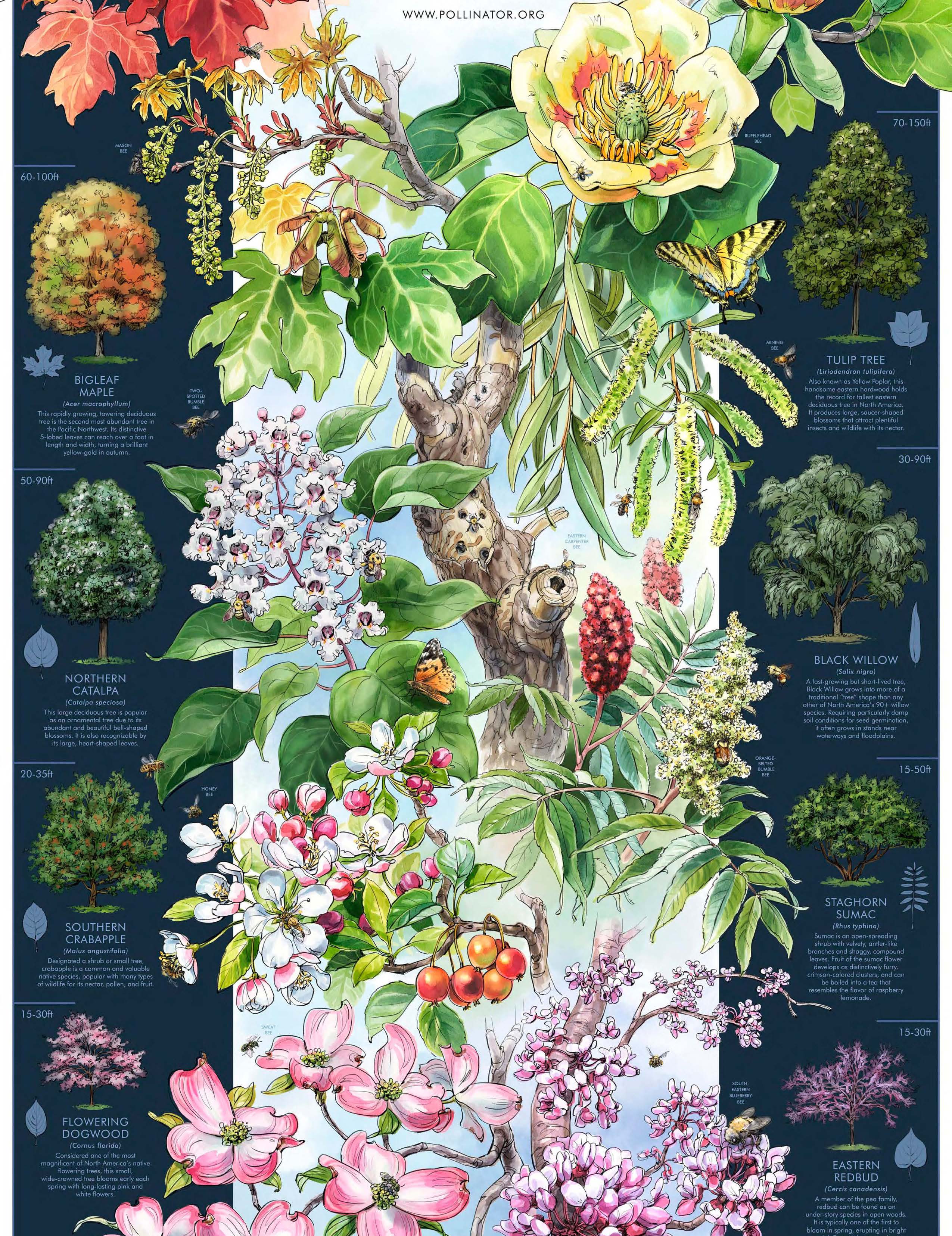 2016 Pollinator poster