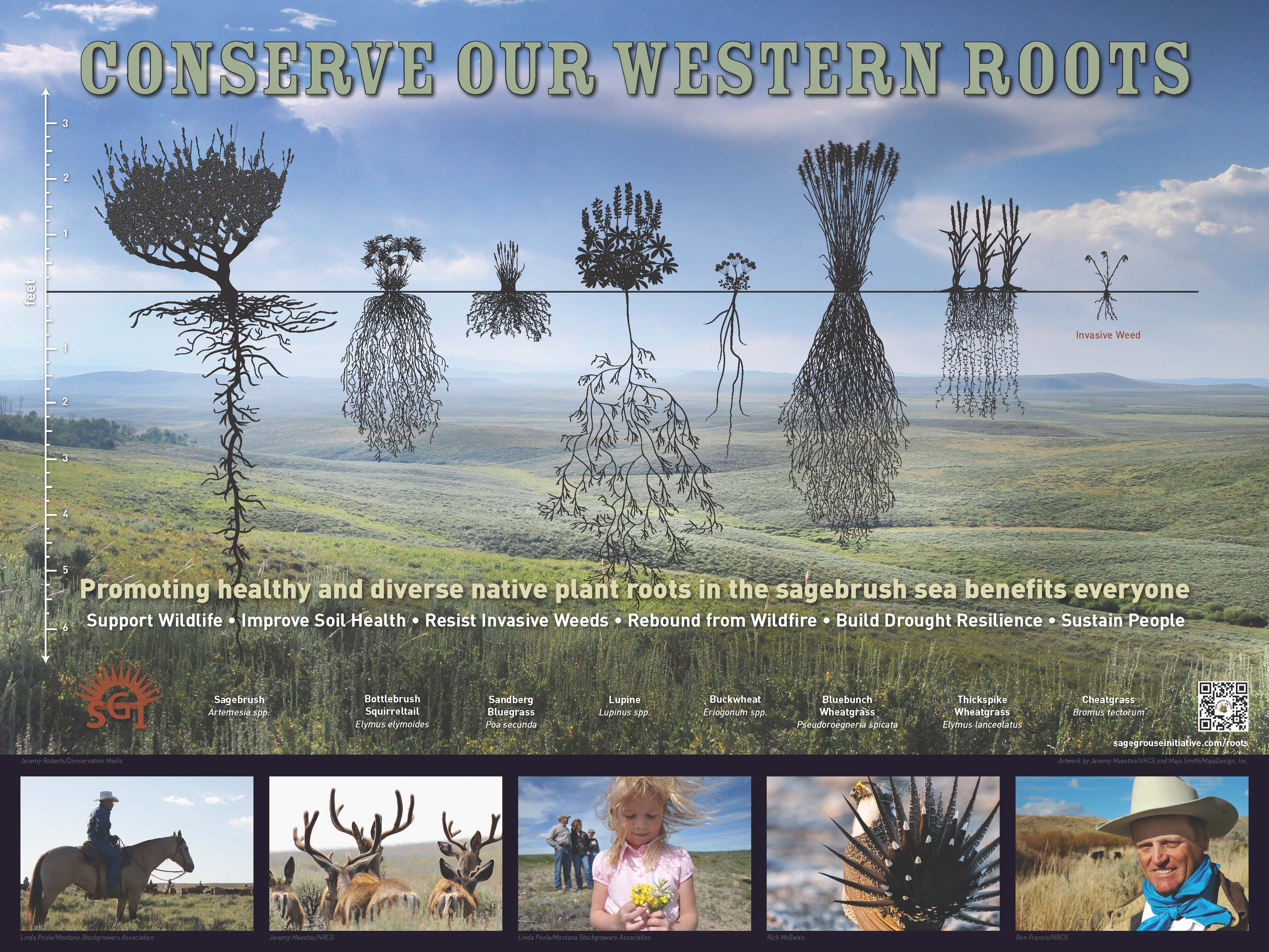 Sage Grouse Initiative poster