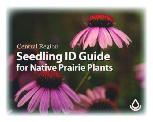 Central Region Seedling ID Guide for Native Prairie Plants
