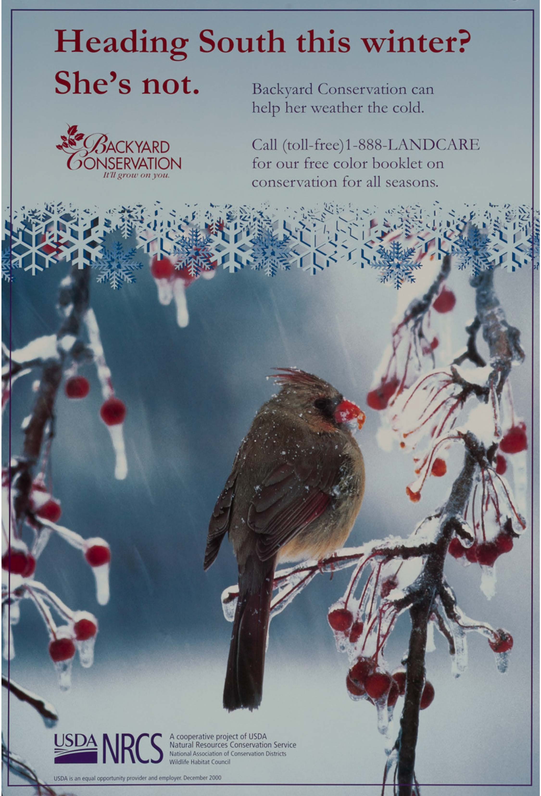 Backyard Conservation poster-Winter Version