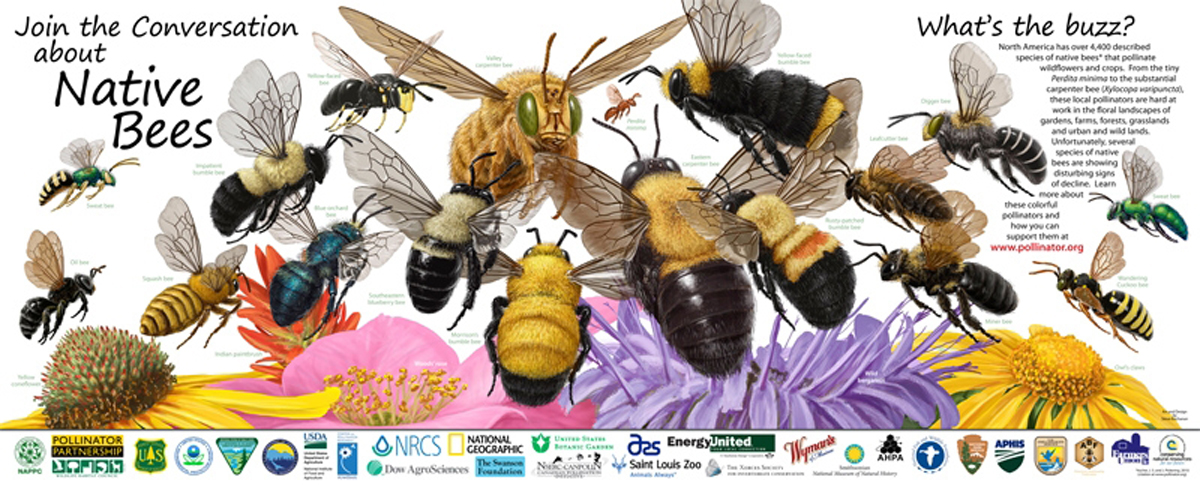 2011 Pollinator poster